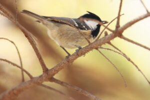 ヒガラ2024年11月2日