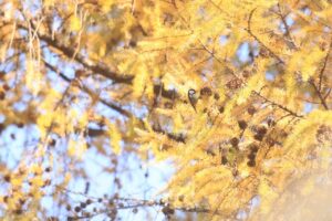 ヒガラ2024年11月17日