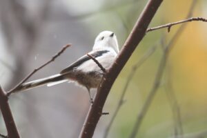 シマエナガ2024年11月9日