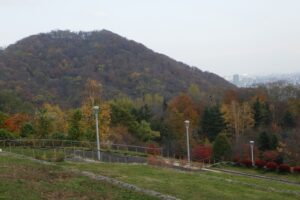 円山と新桜並木