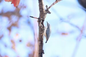ゴジュウカラ2024年11月9日
