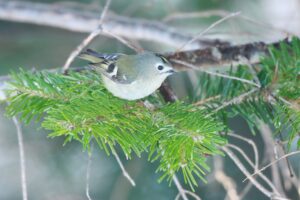 キクイタダキ2024年12月1日トドマツにとまる