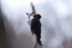 クマゲラ雄2024年11月17日