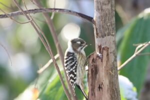 コゲラ2024年11月9日