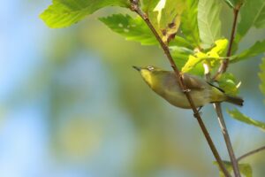 メジロ2024年11月2日