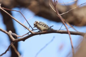 コゲラ2024年12月1日