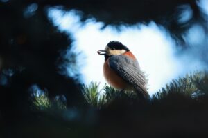 ヤマガラ2024年12月1日