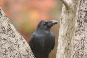 ハシブトガラス2024年11月2日1羽