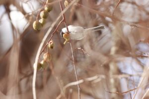 ハシブトガラ2024年12月1日サルナシの実を食べる