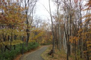 旭山記念公園紅葉情報2024年11月1日6記念樹の森