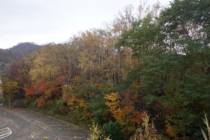 旭山記念公園紅葉情報2024年11月1日7第1駐車場西側斜面
