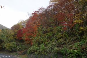 旭山記念公園紅葉情報2024年11月1日1冒頭