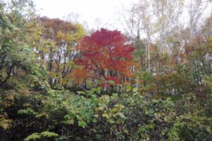 旭山記念公園紅葉情報2024年11月1日3旭山記念公園でいちばんきれいに色づくヤマモミジ