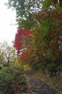 旭山記念公園紅葉情報2024年11月1日4旭山記念公園でいちばんきれいに色づくヤマモミジ近影