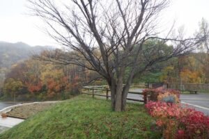 旭山記念公園紅葉情報2024年11月1日7展望台一本桜