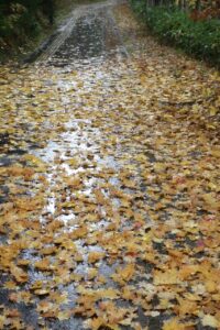 旭山記念公園紅葉情報2024年11月1日11イタヤカエデ落葉