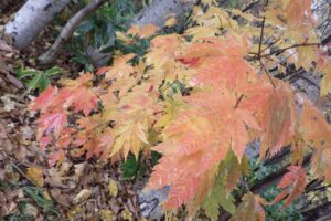 旭山記念公園紅葉情報2024年11月1日12ハウチワカエデ近影