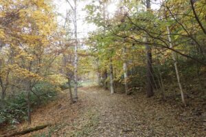 巨木の谷通り (2)