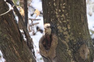 エゾリス2024年11月9日
