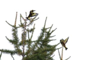 カワラヒワ2024年11月2日