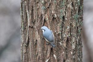 ゴジュウカラ2024年11月24日