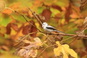 シマエナガ2024年11月2日1