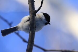 ハシブトガラ2024年11月24日