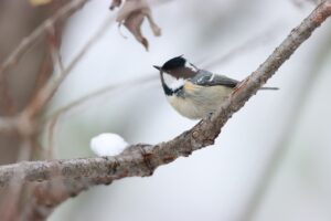 ヒガラ2024年12月1日