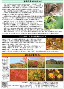 アカゲラ通信2024年11月号裏