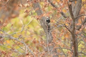 オオアカゲラ雄2024年11月1日