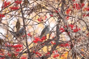 ヒヨドリ2024年11月9日