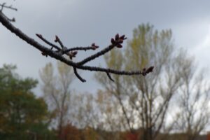 一本桜冬芽