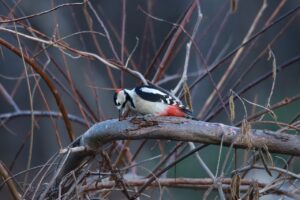 アカゲラ雄2024年12月1日
