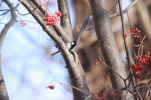 シジュウカラ2024年11月24日