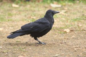 ハシボソガラス2024年11月17日