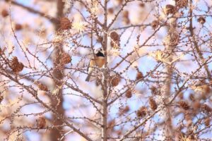 ヤマガラ2024年11月24日