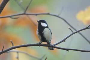 シジュウカラ2024年11月2日雄