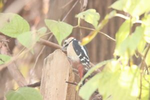 アカゲラ雄2024年11月17日