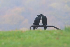 ハシブトガラス2024年11月2日2羽