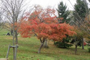 新桜並木の山紅葉