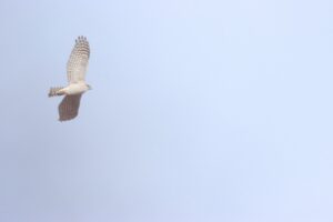 ハイタカ雌2024年12月1日1羽