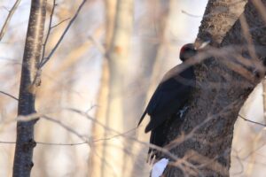 クマゲラ雌2024年12月15日エゾヤマザクラの木で採餌