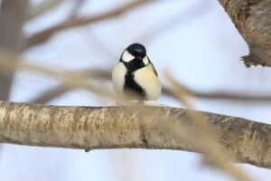 シジュウカラ2024年12月28日