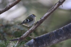 キクイタダキ2024年12月28日