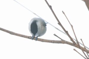 ハシブトガラ2024年12月22日