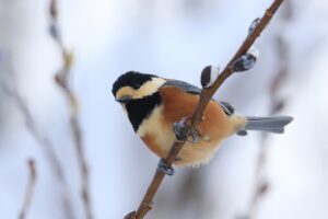 ヤマガラ2024年12月22日