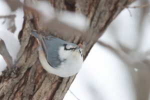 ゴジュウカラ2024年12月22日2亜種シロハラゴジュウカラ