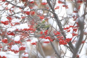 アオバト雌2024年12月28日2ナナカマドにて