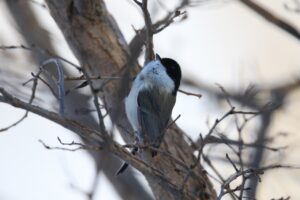 ハシブトガラ2024年12月15日
