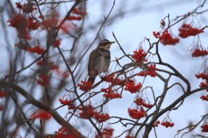 ツグミ2024年12月22日